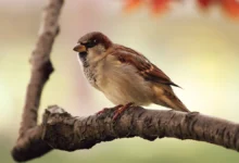 How to Make Bird in Infinite Craft