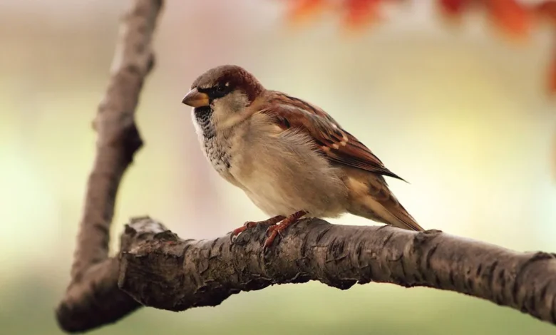 How to Make Bird in Infinite Craft